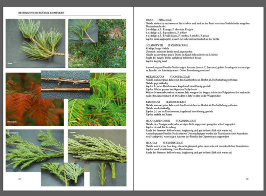 Magazin - Herrenkamper Gärten - Pflanzenraritäten