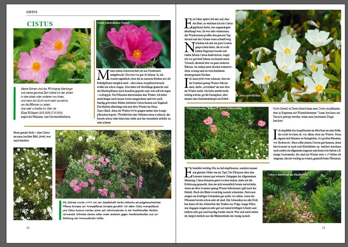 Magazin - Herrenkamper Gärten - Pflanzenraritäten