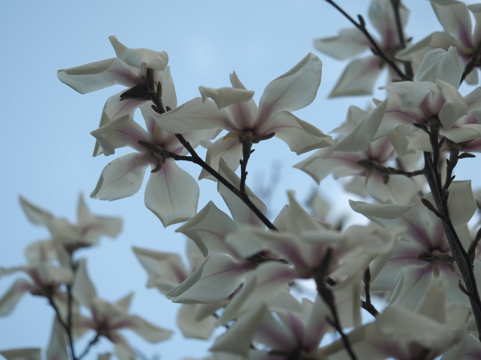 Magnolia cylindrica - Herrenkamper Gärten - Pflanzenraritäten