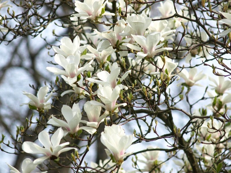 Magnolia denudata - Herrenkamper Gärten - Pflanzenraritäten