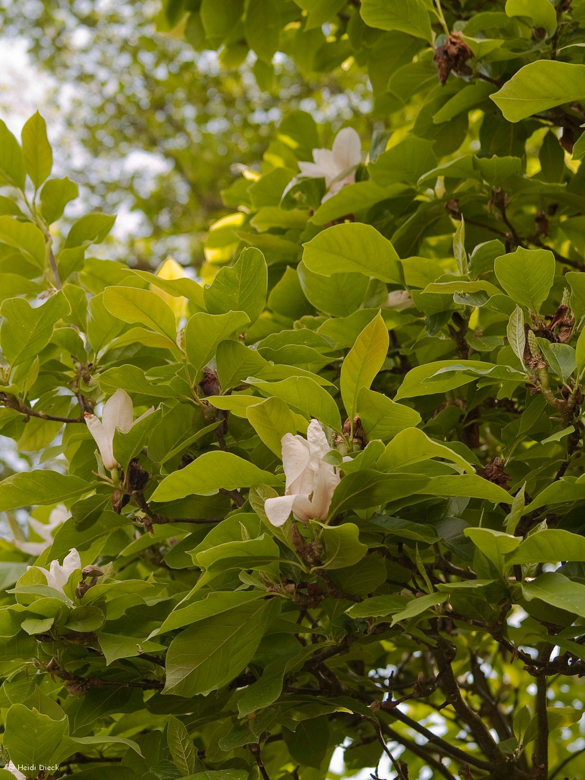 Magnolia denudata - Herrenkamper Gärten - Pflanzenraritäten