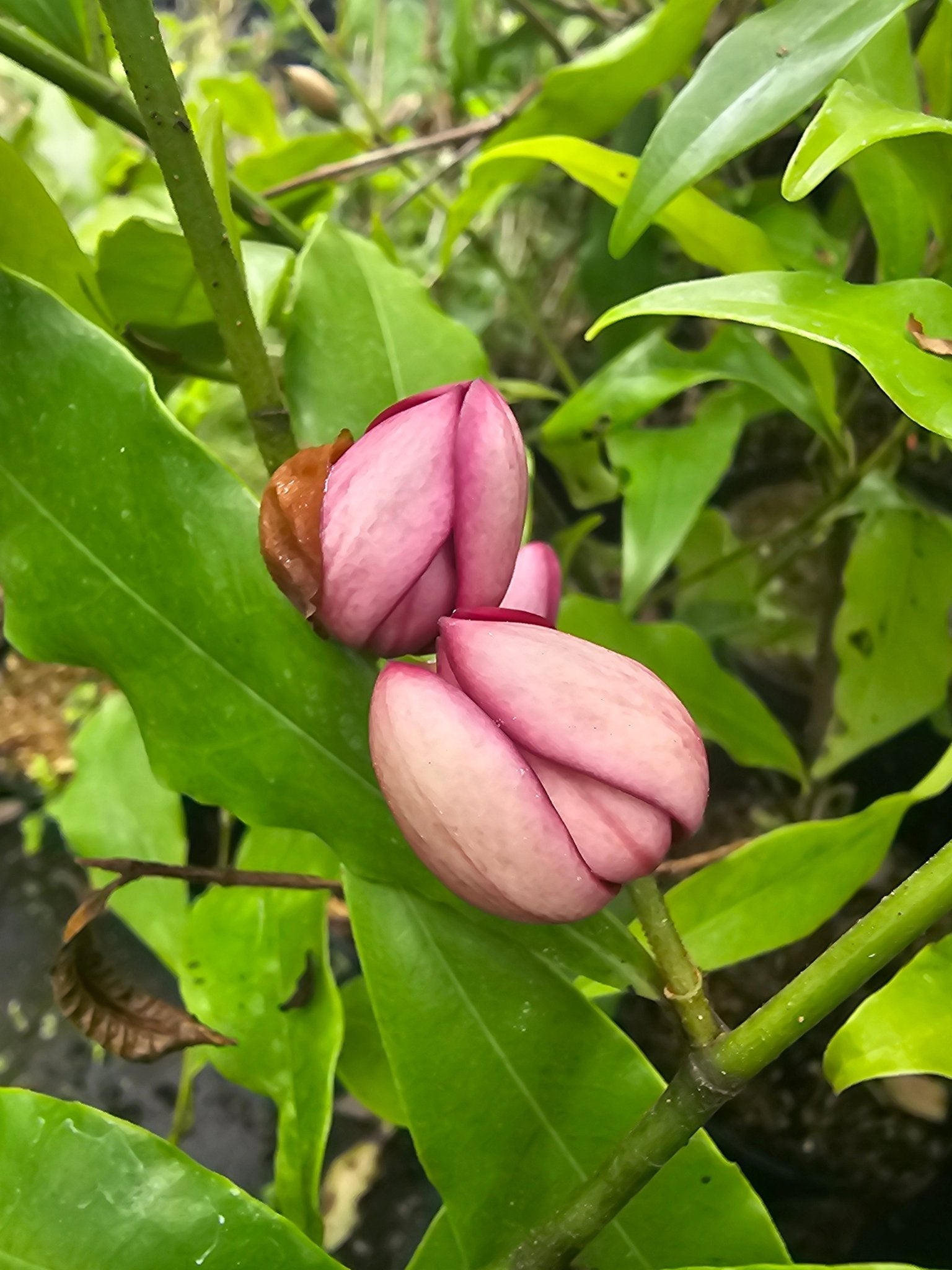 Magnolia figo ssp. crassipes - Herrenkamper Gärten - Pflanzenraritäten