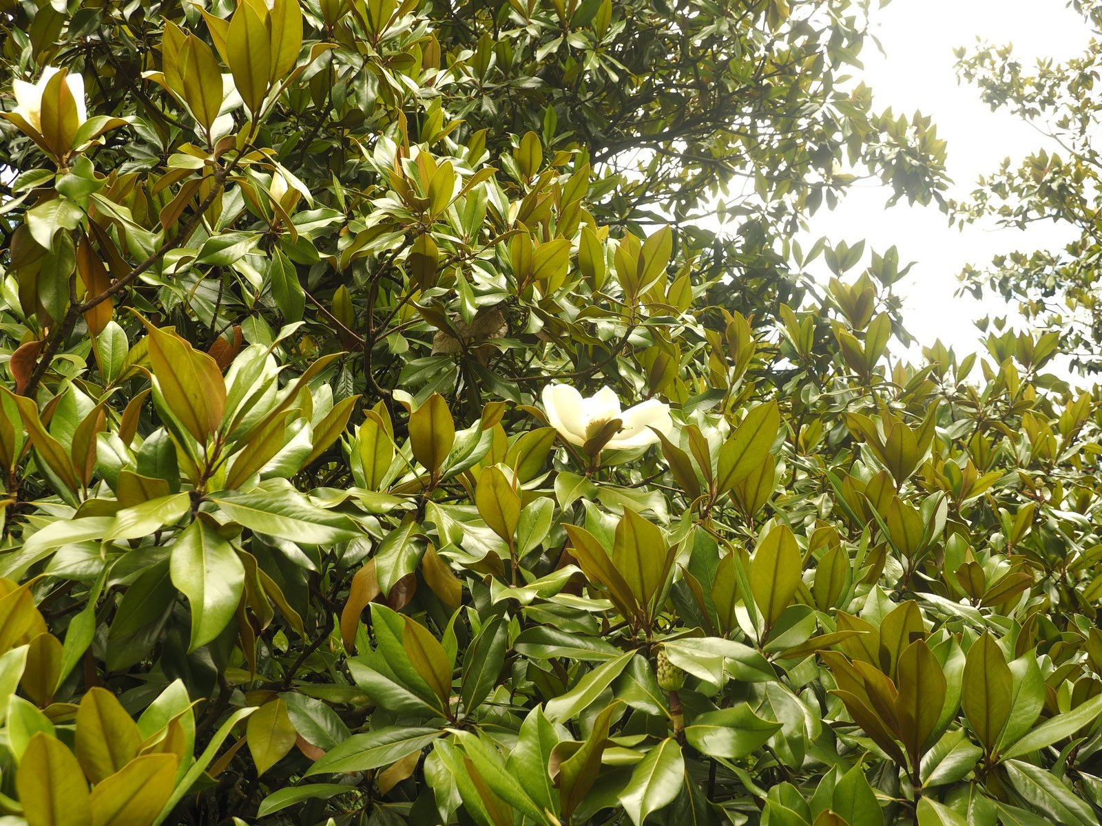 Magnolia grandiflora 'Ferruginea' - Herrenkamper Gärten - Pflanzenraritäten