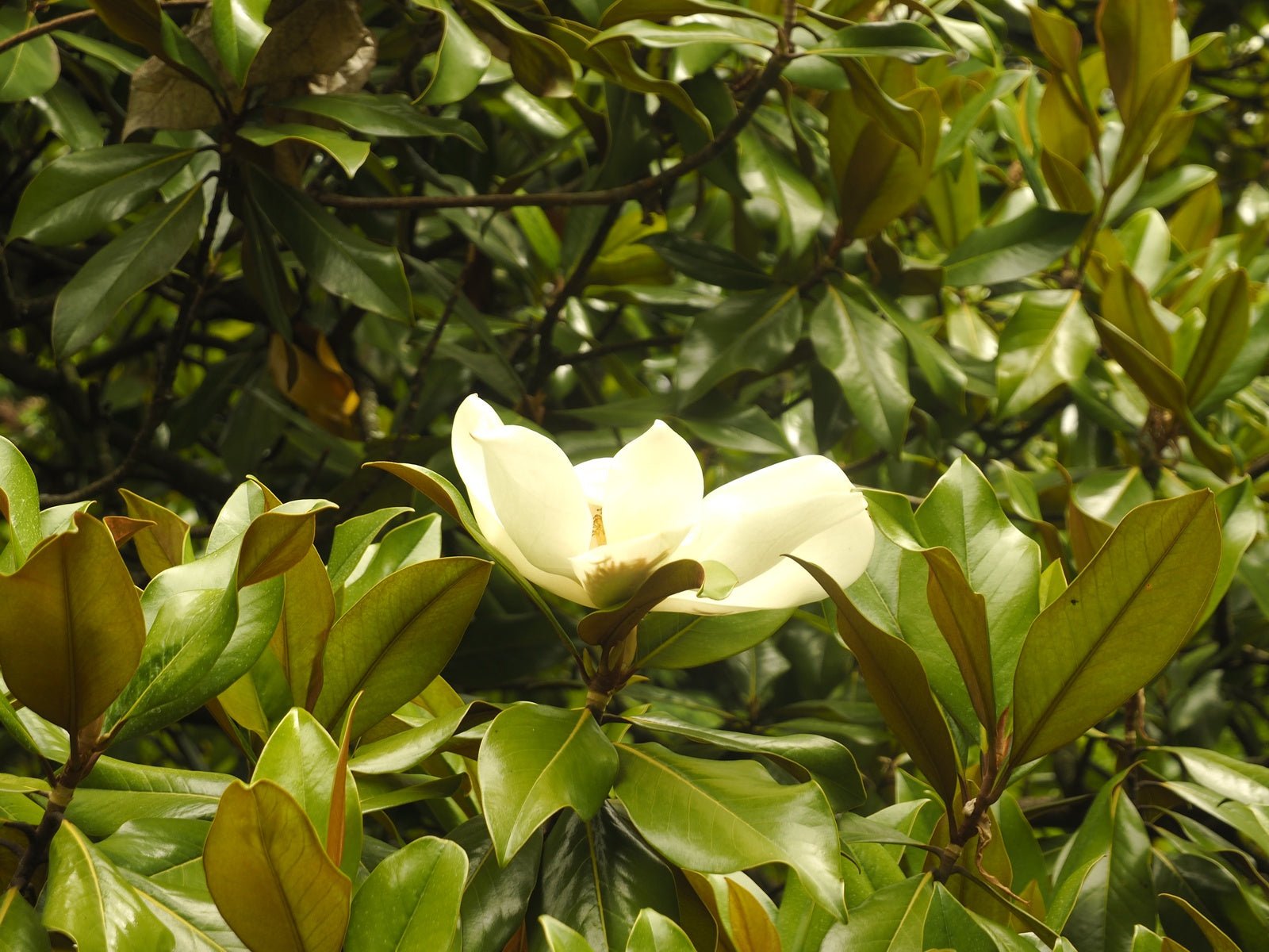 Magnolia grandiflora 'Ferruginea' - Herrenkamper Gärten - Pflanzenraritäten
