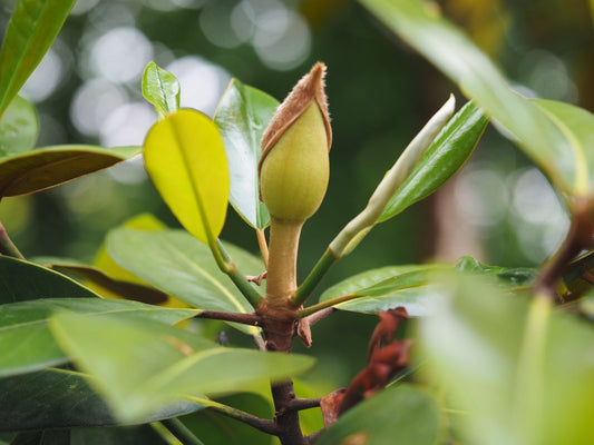 Magnolia grandiflora 'Ferruginea' - Herrenkamper Gärten - Pflanzenraritäten