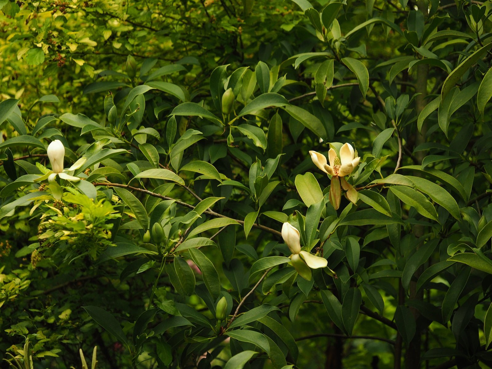 Magnolia grandiflora 'Ferruginea' - Herrenkamper Gärten - Pflanzenraritäten