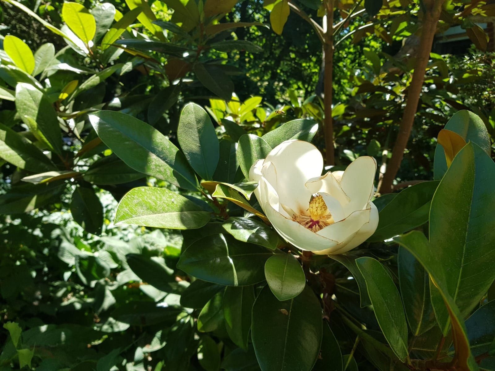 Magnolia grandiflora 'Ferruginea' - Herrenkamper Gärten - Pflanzenraritäten