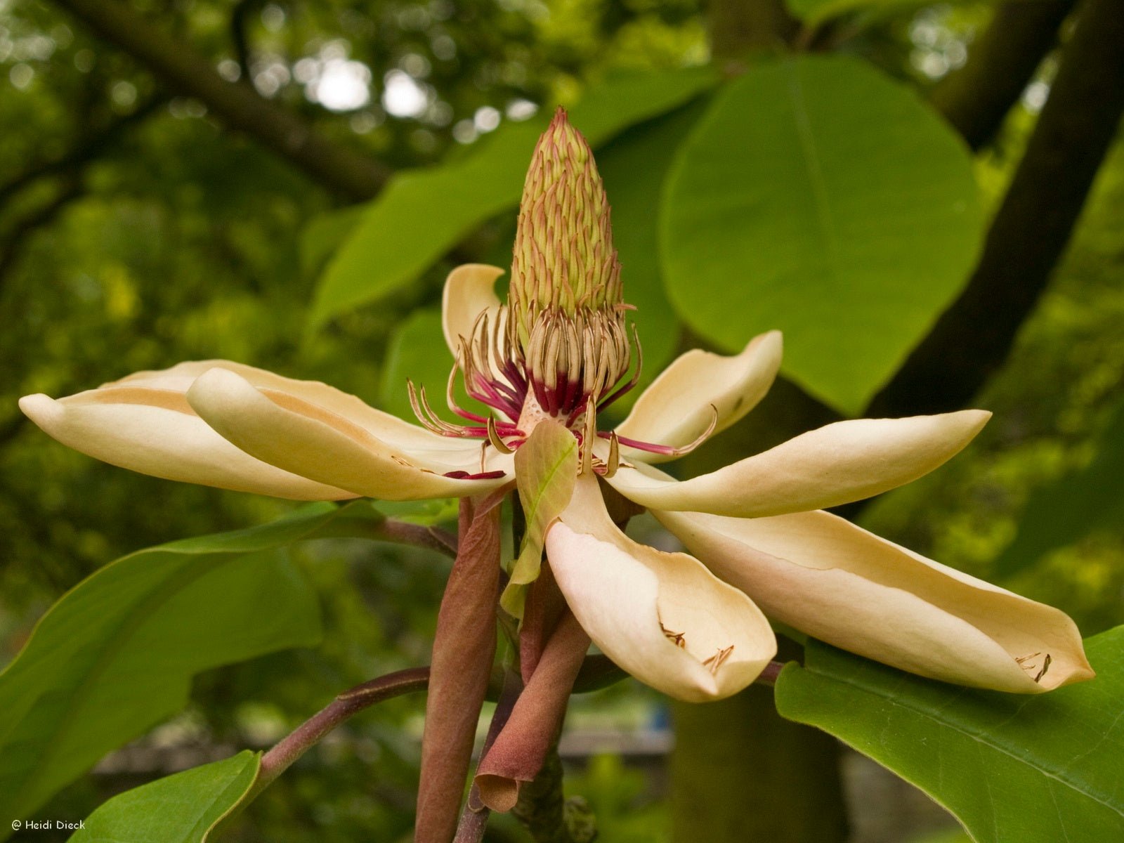 Magnolia hypoleuca (M.obovata) - Herrenkamper Gärten - Pflanzenraritäten