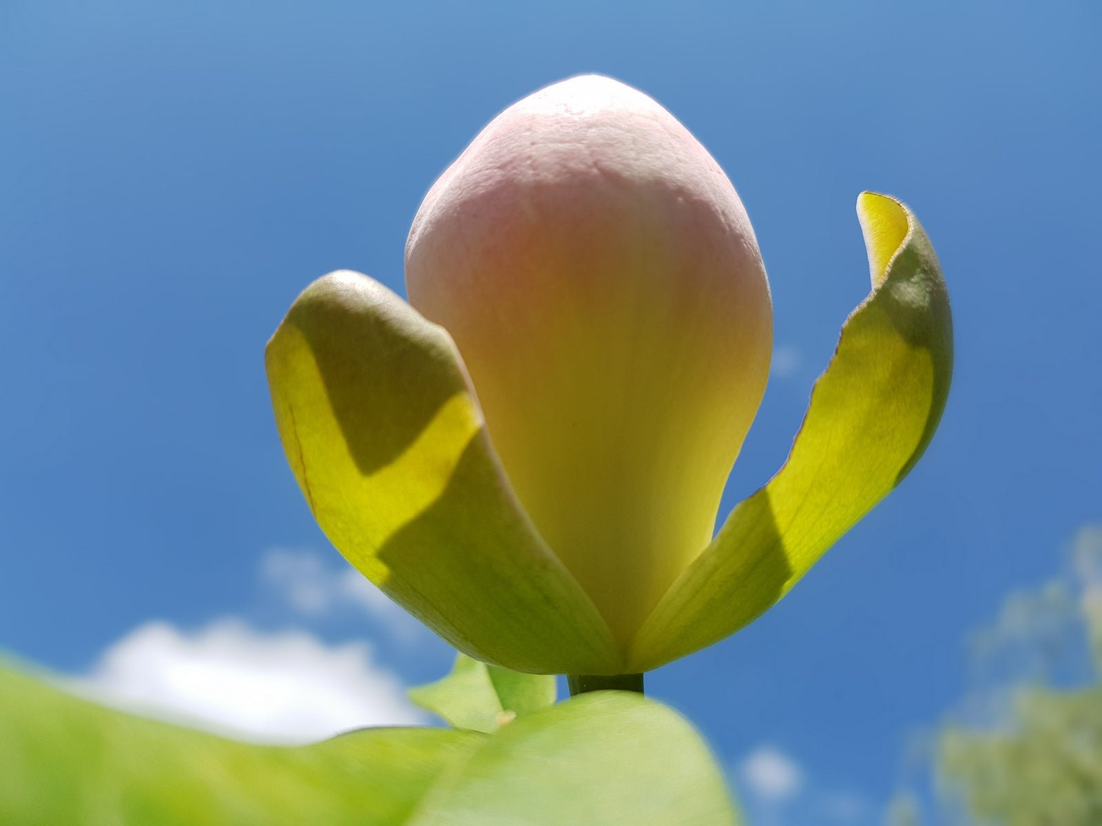 Magnolia insignis - Herrenkamper Gärten - Pflanzenraritäten