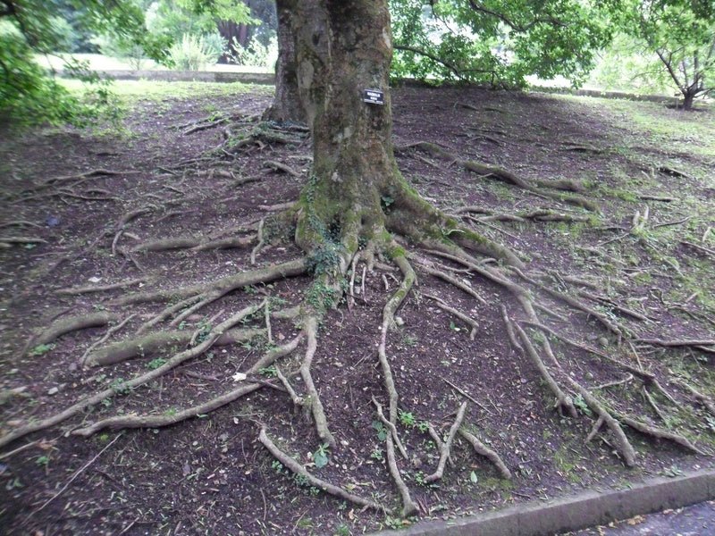 Magnolia kobus - Herrenkamper Gärten - Pflanzenraritäten