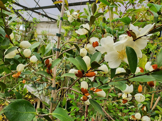 Magnolia laevifolia 'Gails Favorite' (syn. Michelia yunnanensis) - Herrenkamper Gärten - Pflanzenraritäten