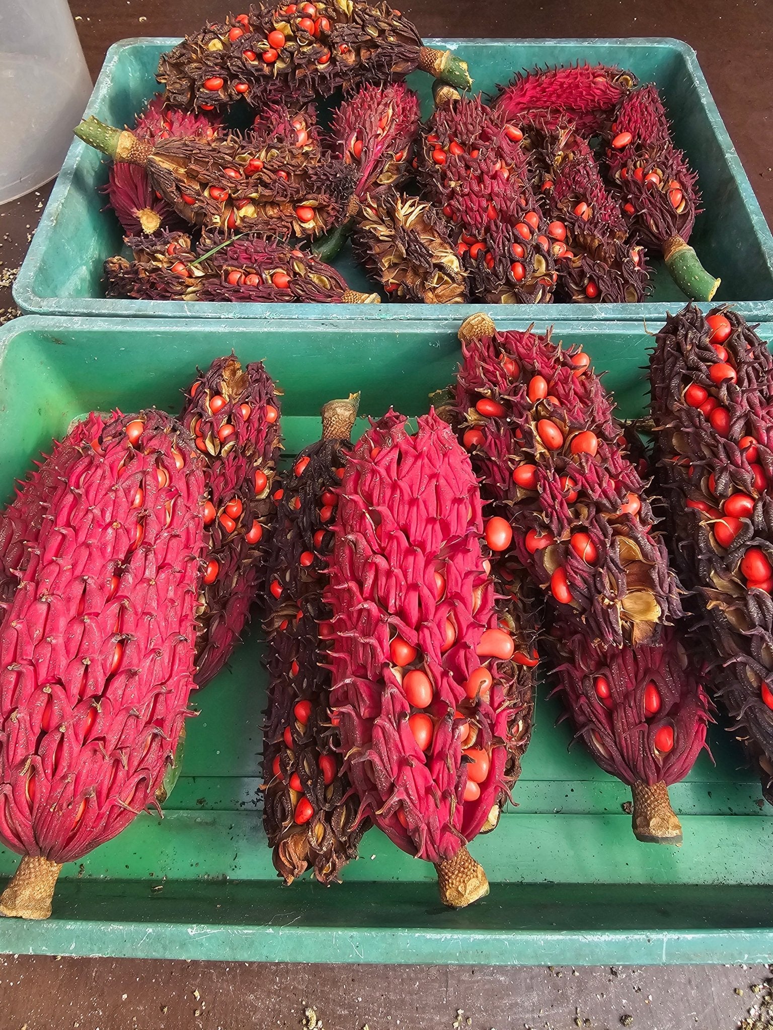 Magnolia obovata - Saat - Herrenkamper Gärten - Pflanzenraritäten