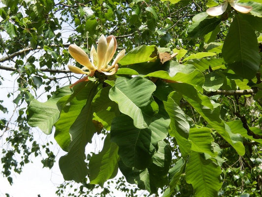 Magnolia officinalis var. biloba - Herrenkamper Gärten - Pflanzenraritäten