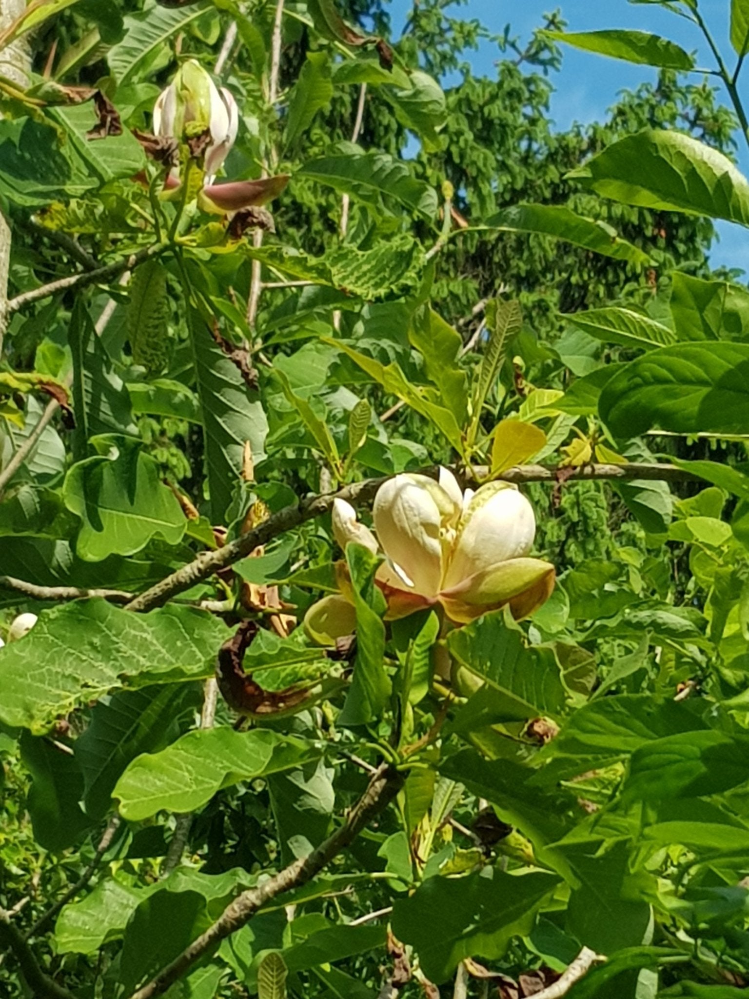 Magnolia officinalis var. biloba - Herrenkamper Gärten - Pflanzenraritäten