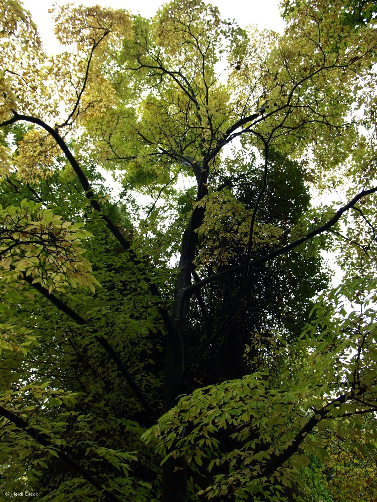 Magnolia salicifolia - Herrenkamper Gärten - Pflanzenraritäten