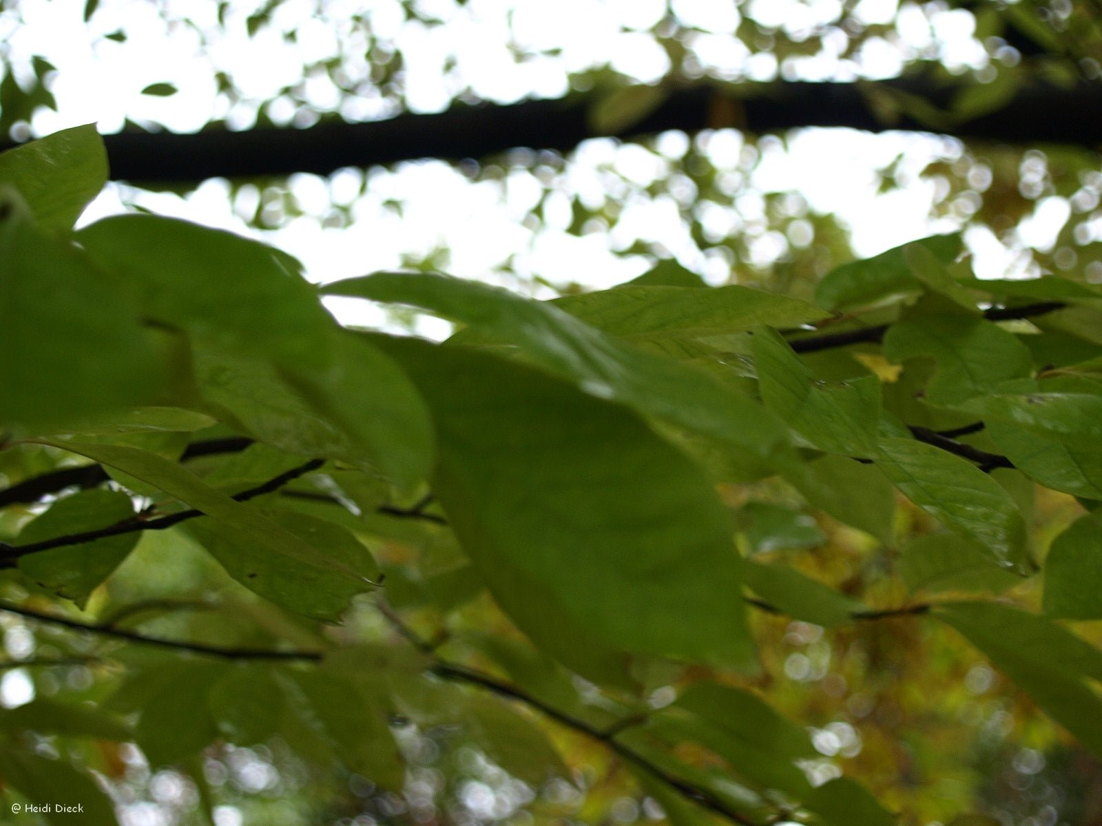 Magnolia salicifolia - Herrenkamper Gärten - Pflanzenraritäten