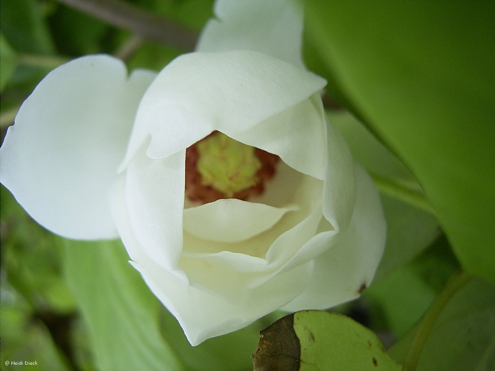 Magnolia sieboldii - Herrenkamper Gärten - Pflanzenraritäten