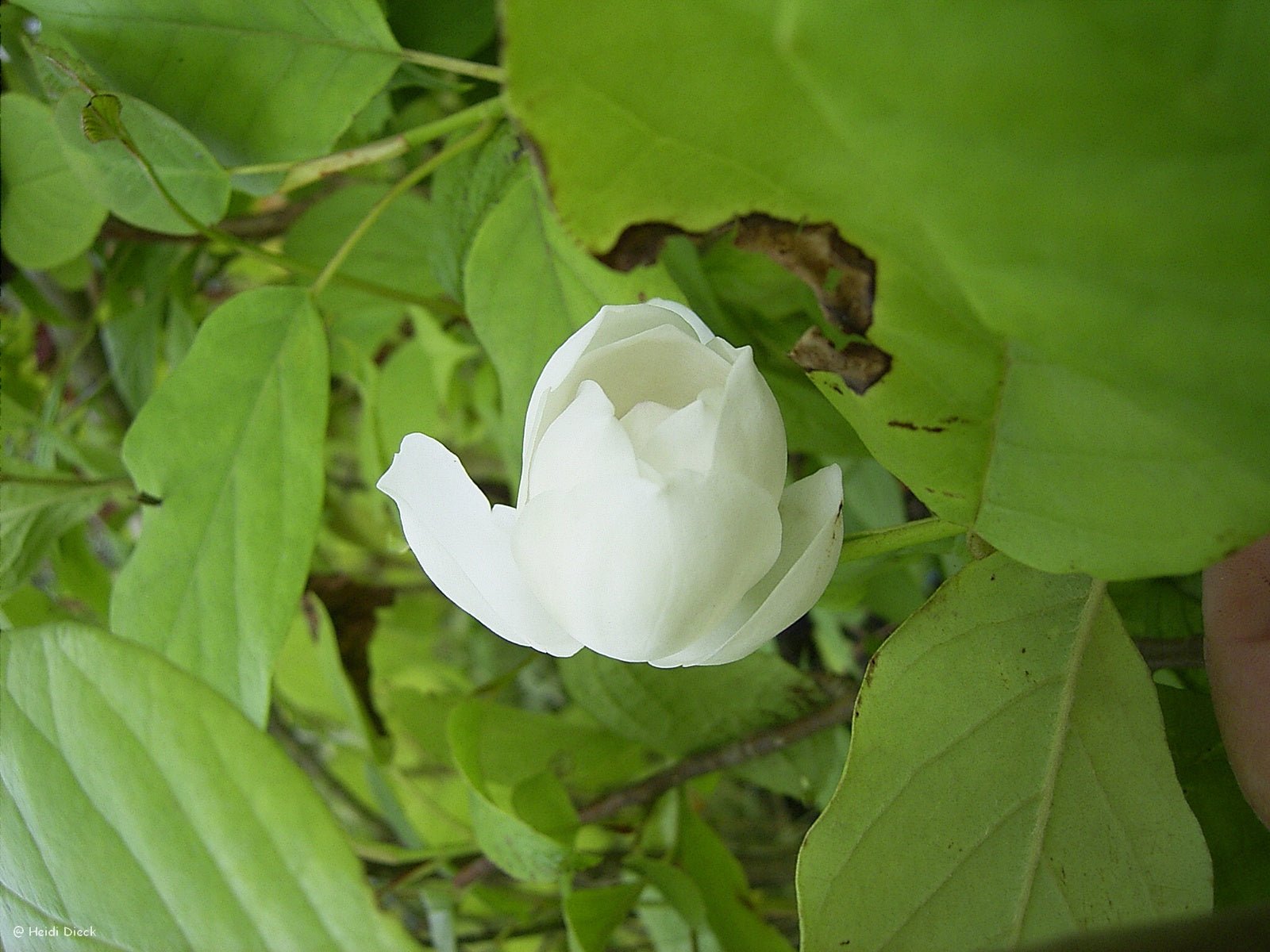 Magnolia sieboldii - Herrenkamper Gärten - Pflanzenraritäten