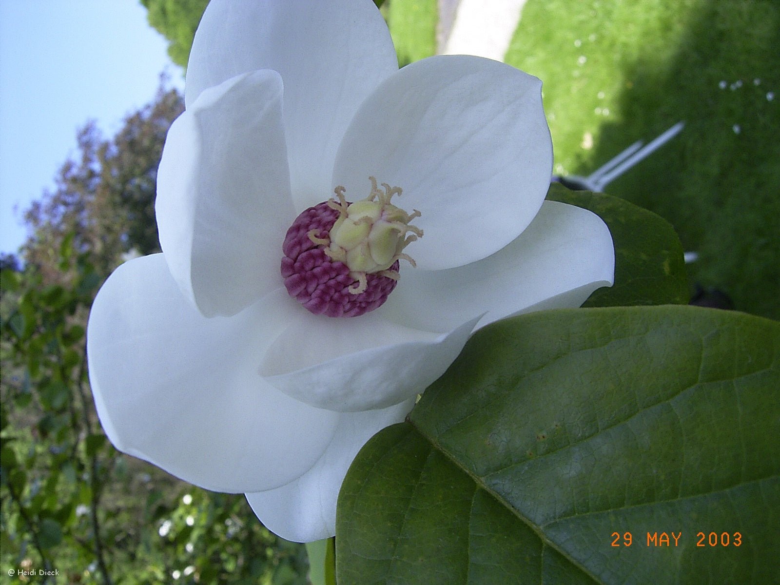 Magnolia sieboldii - Herrenkamper Gärten - Pflanzenraritäten