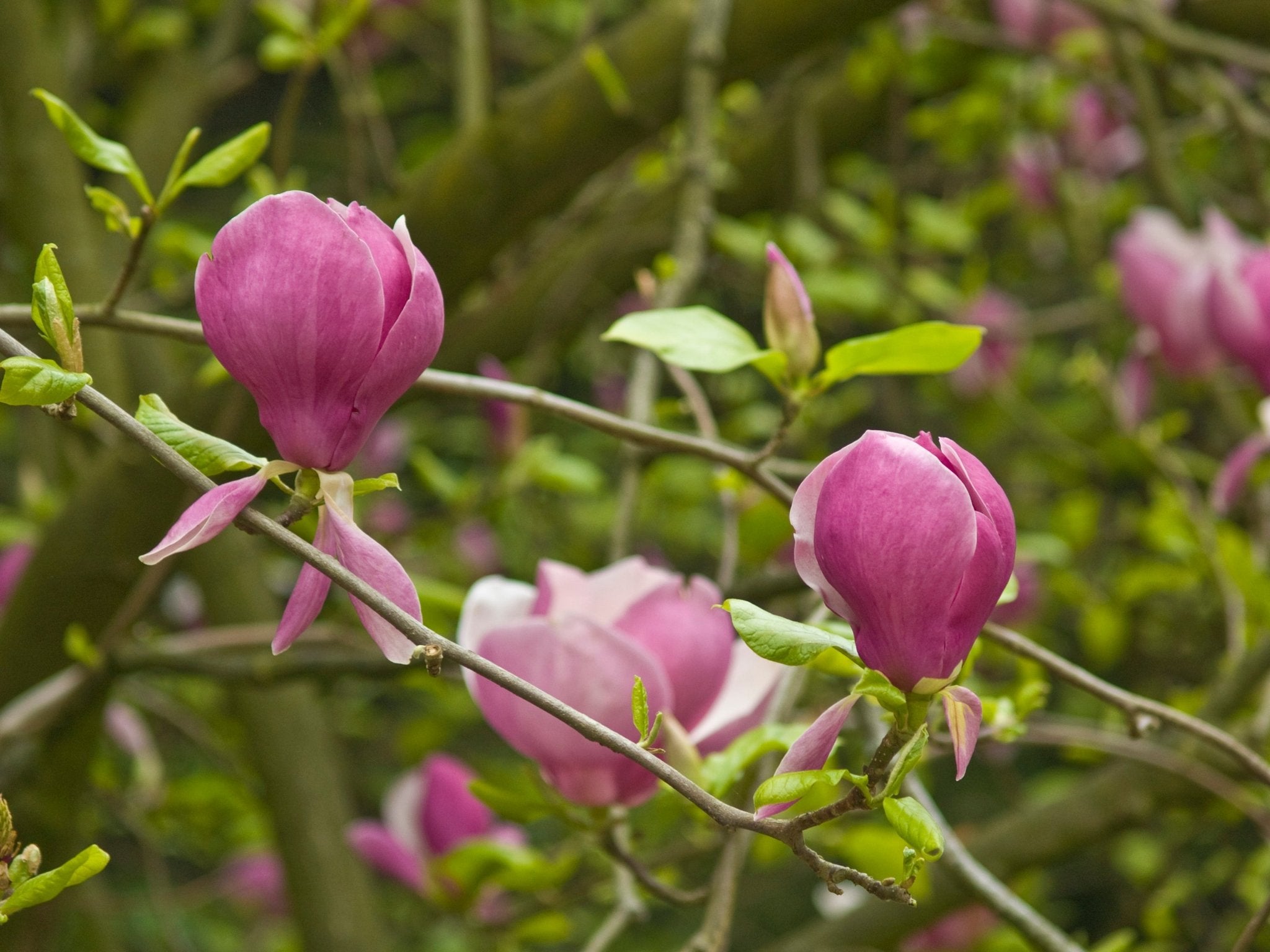 Magnolia soulangiana 'Rustica Rubra' - Herrenkamper Gärten - Pflanzenraritäten