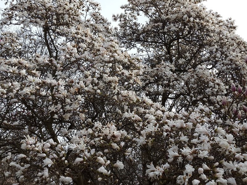 Magnolia stellata - Herrenkamper Gärten - Pflanzenraritäten