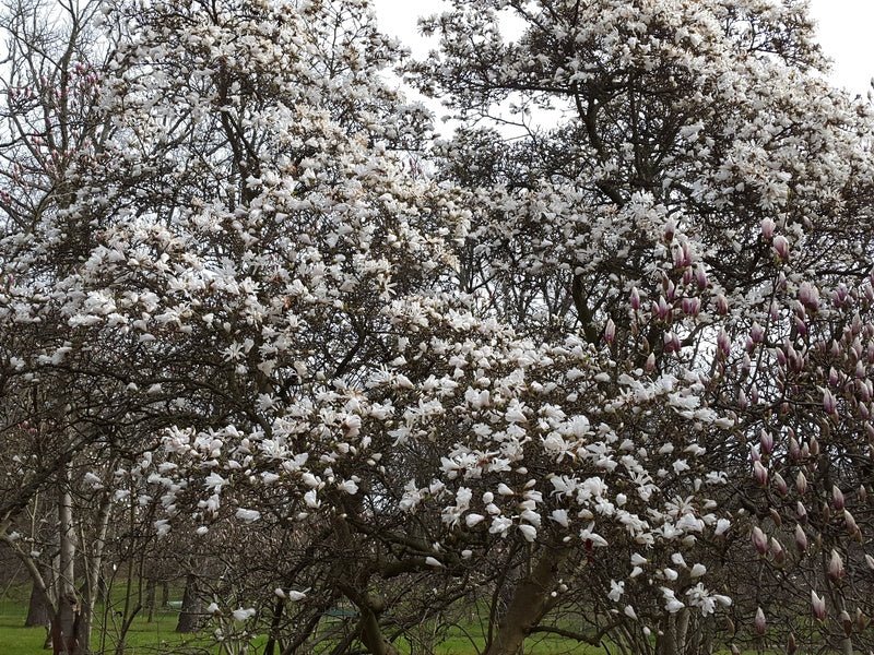 Magnolia stellata - Herrenkamper Gärten - Pflanzenraritäten