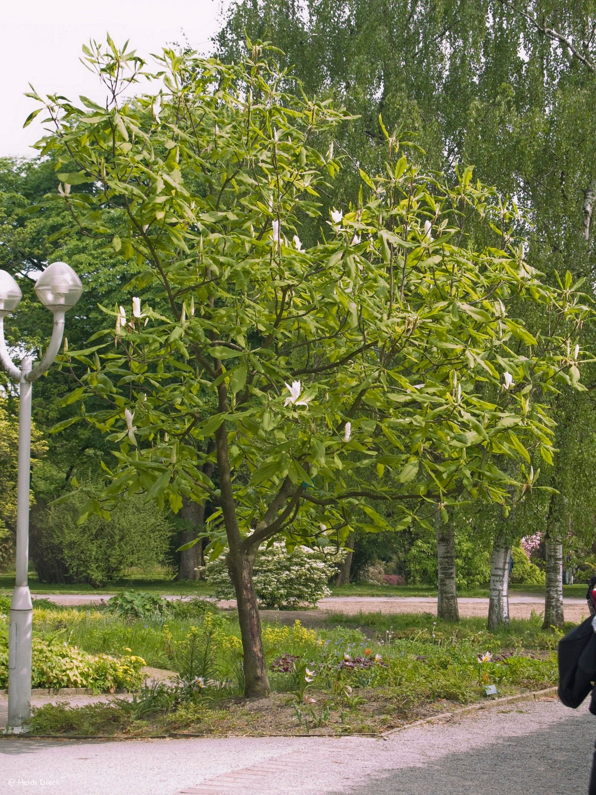 Magnolia tripetala - Herrenkamper Gärten - Pflanzenraritäten