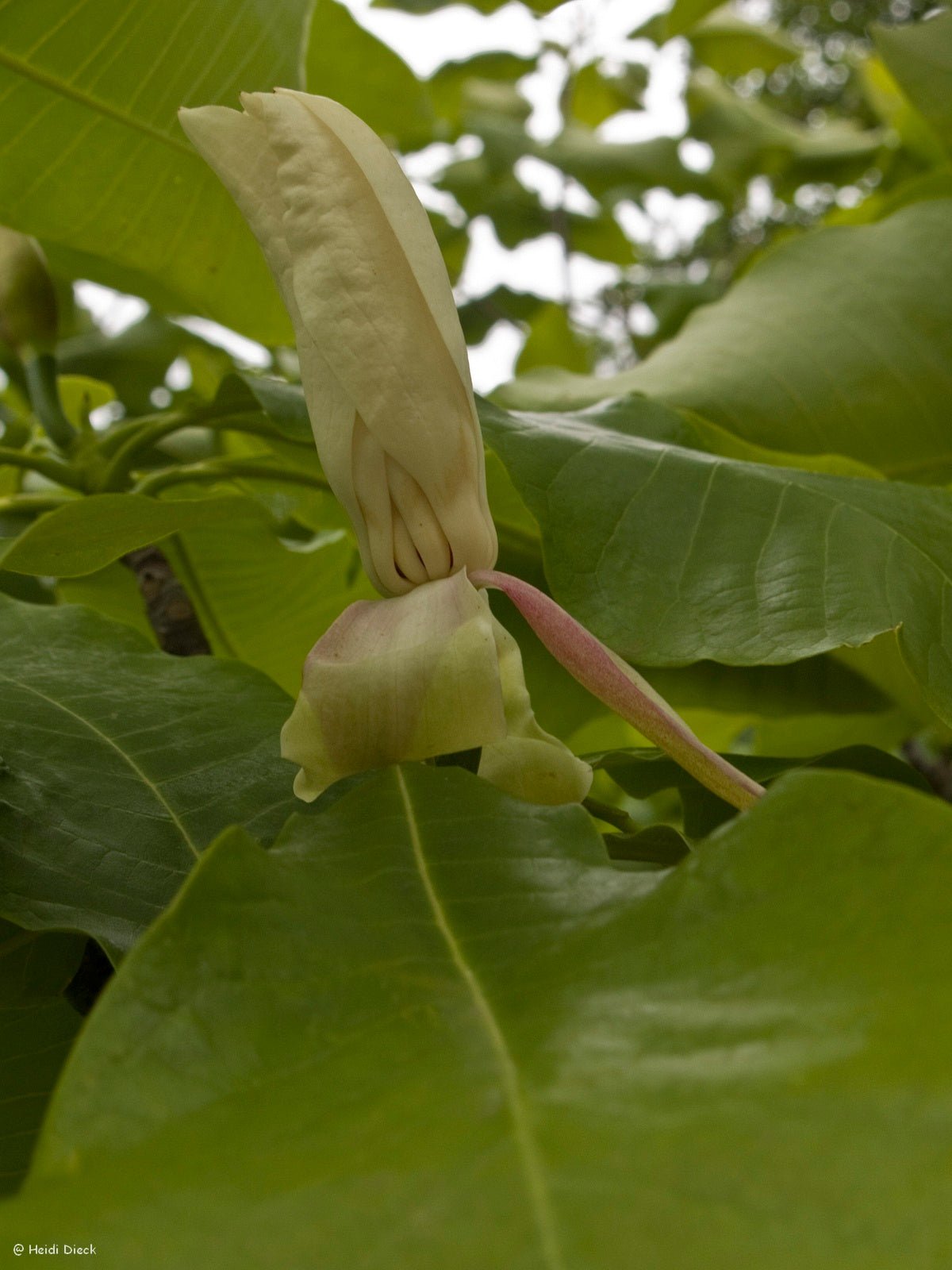 Magnolia tripetala - Herrenkamper Gärten - Pflanzenraritäten