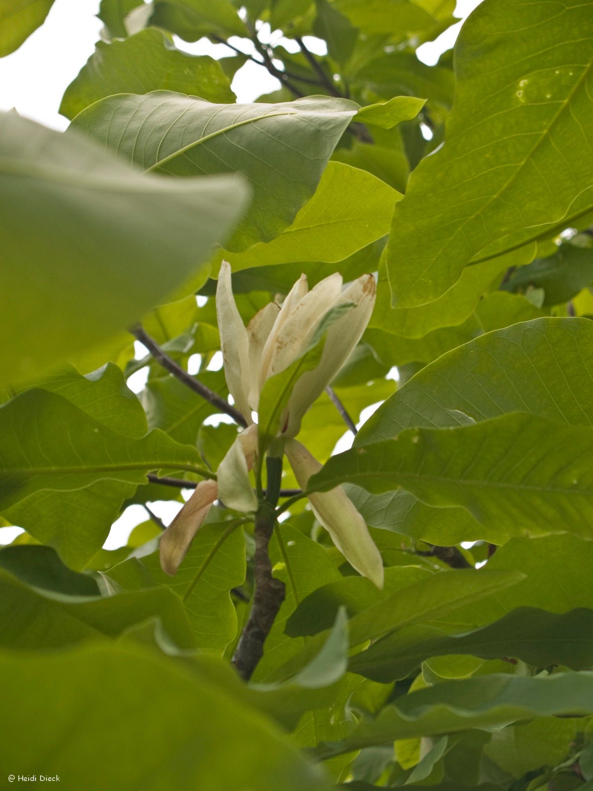 Magnolia tripetala - Herrenkamper Gärten - Pflanzenraritäten