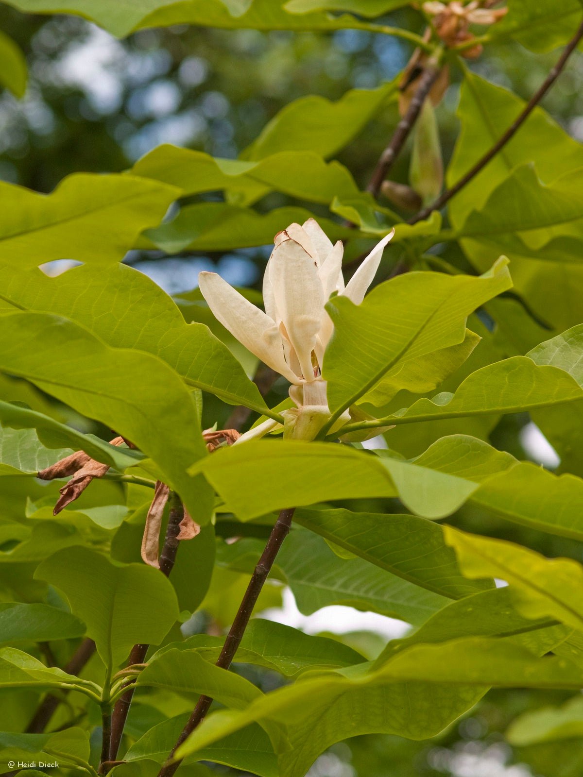 Magnolia tripetala - Herrenkamper Gärten - Pflanzenraritäten