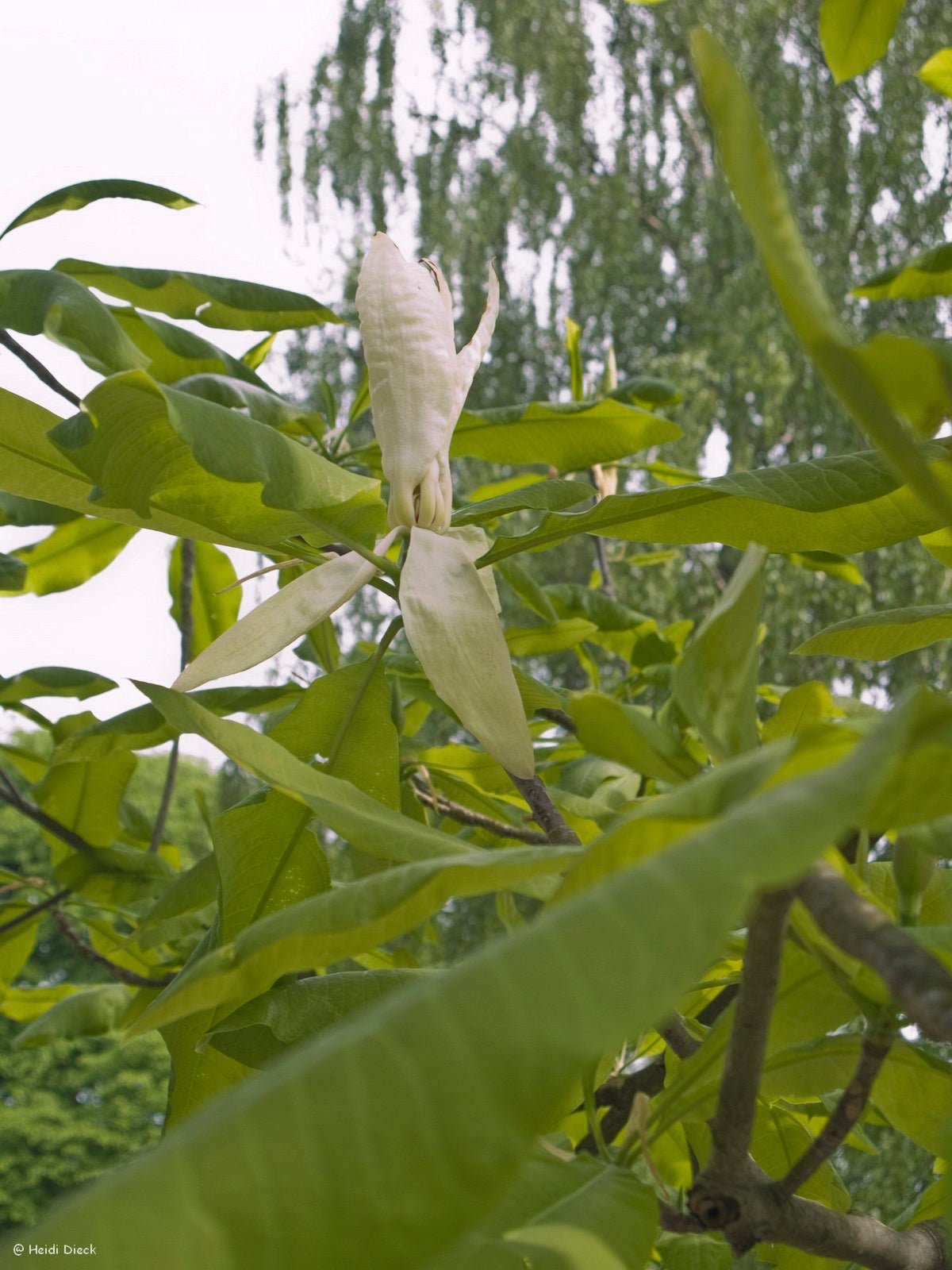 Magnolia tripetala - Herrenkamper Gärten - Pflanzenraritäten