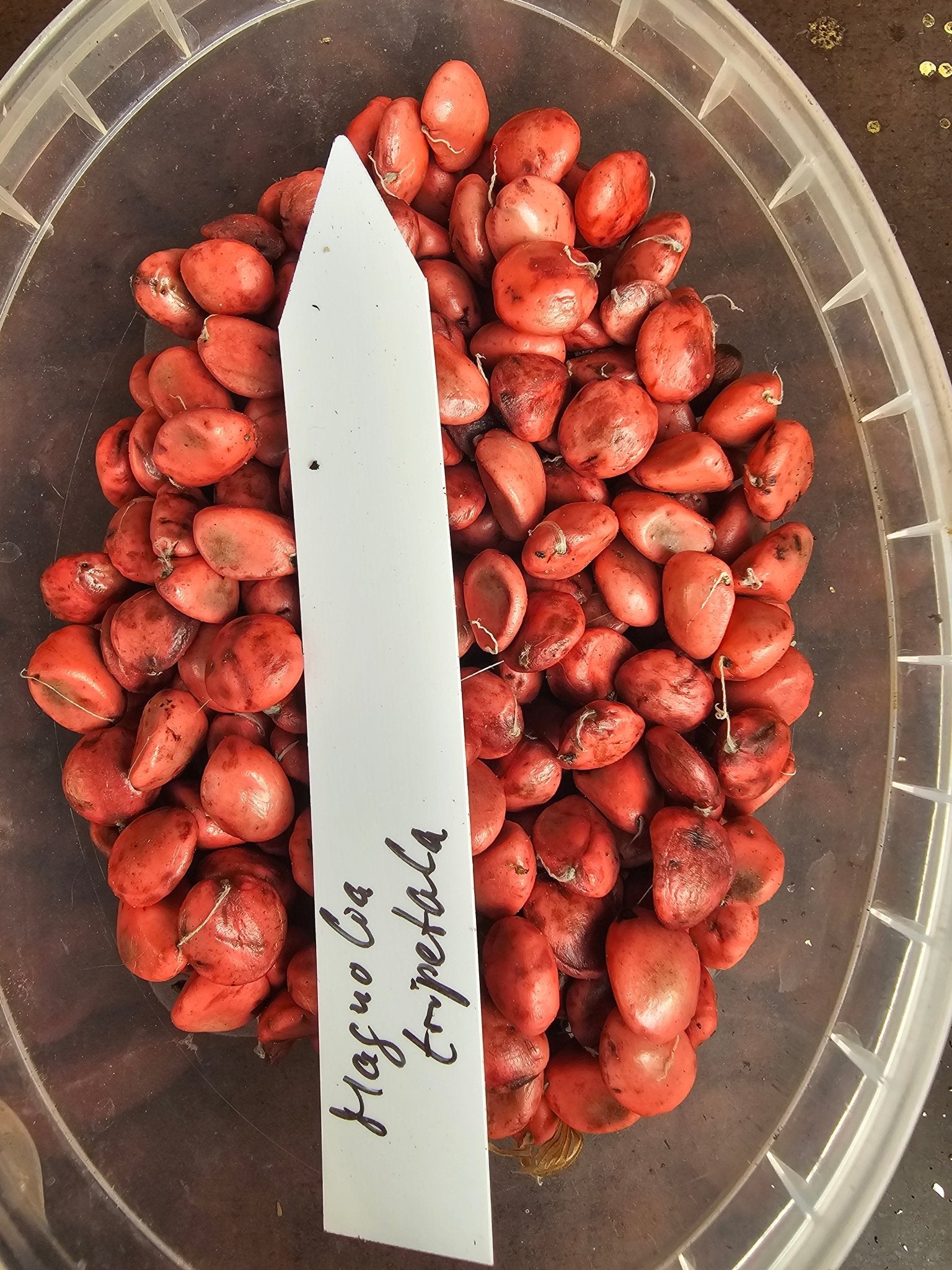 Magnolia tripetala - Saat - Herrenkamper Gärten - Pflanzenraritäten