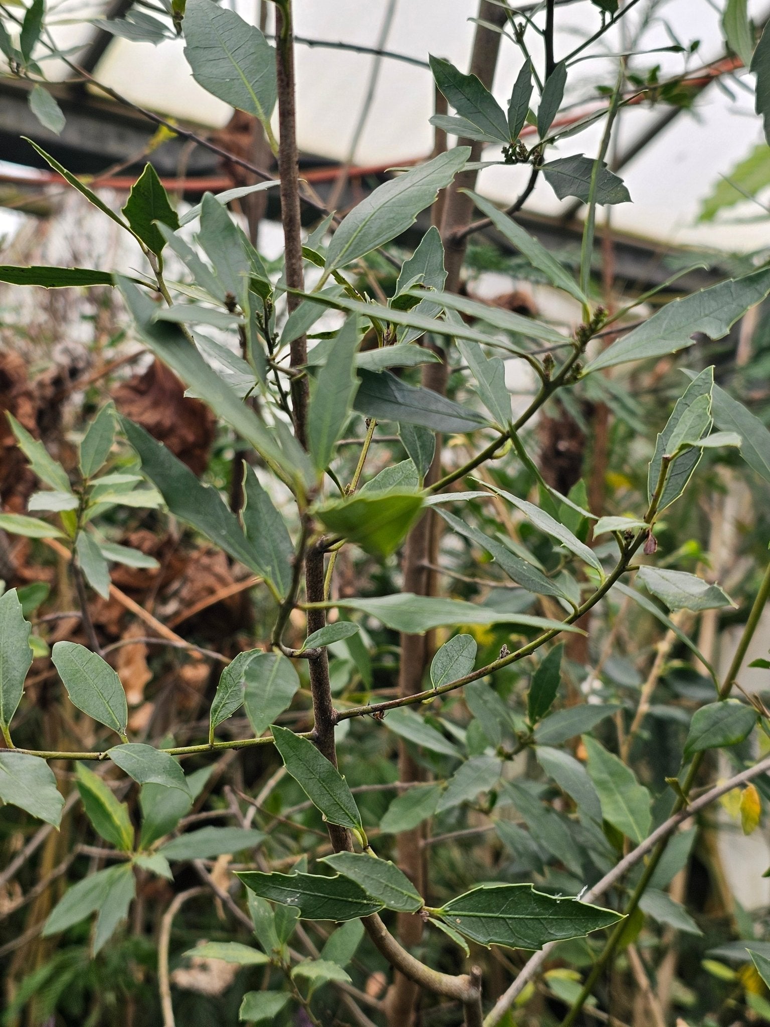 Maytenus magellanica - Herrenkamper Gärten - Pflanzenraritäten