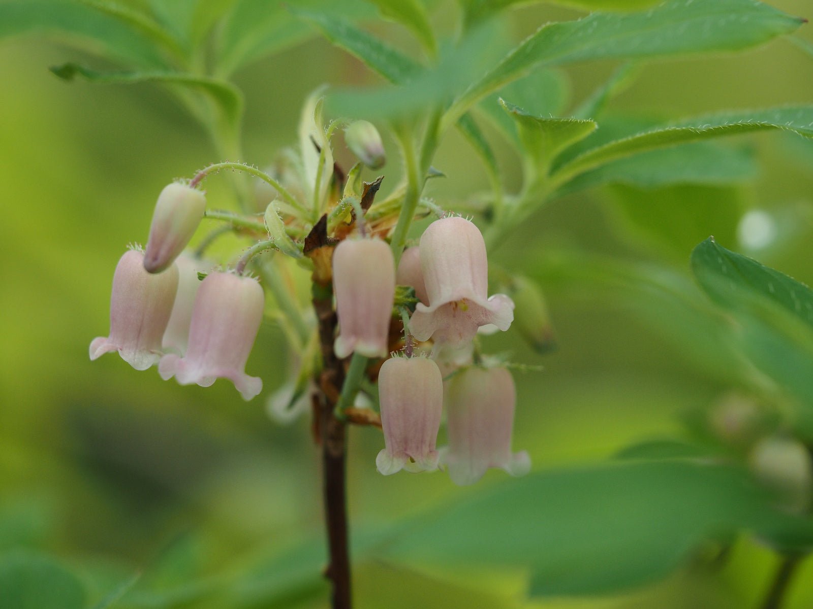 Menziesia ciliicalyx 'Honshu Blue' - Herrenkamper Gärten - Pflanzenraritäten