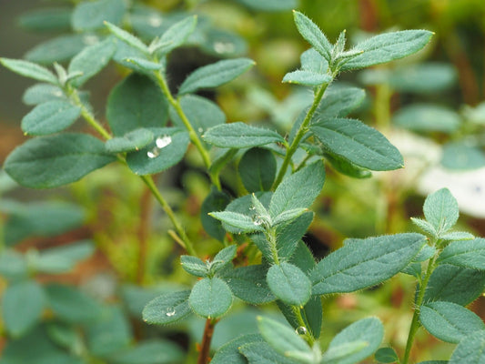 Menziesia ciliicalyx 'Spring Morning' - Herrenkamper Gärten - Pflanzenraritäten