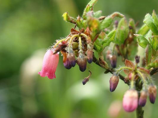 Menziesia ciliicalyx var. purpurea - Herrenkamper Gärten - Pflanzenraritäten