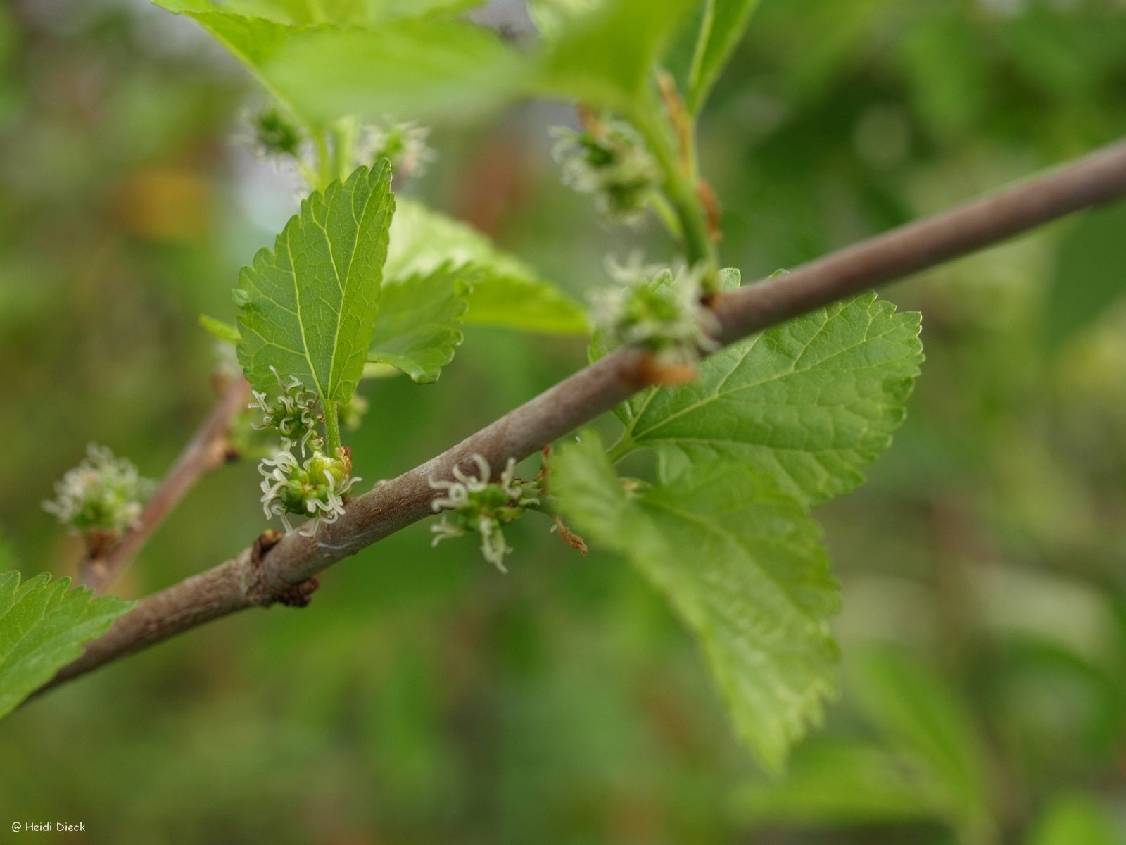 Morus nigra - Herrenkamper Gärten - Pflanzenraritäten