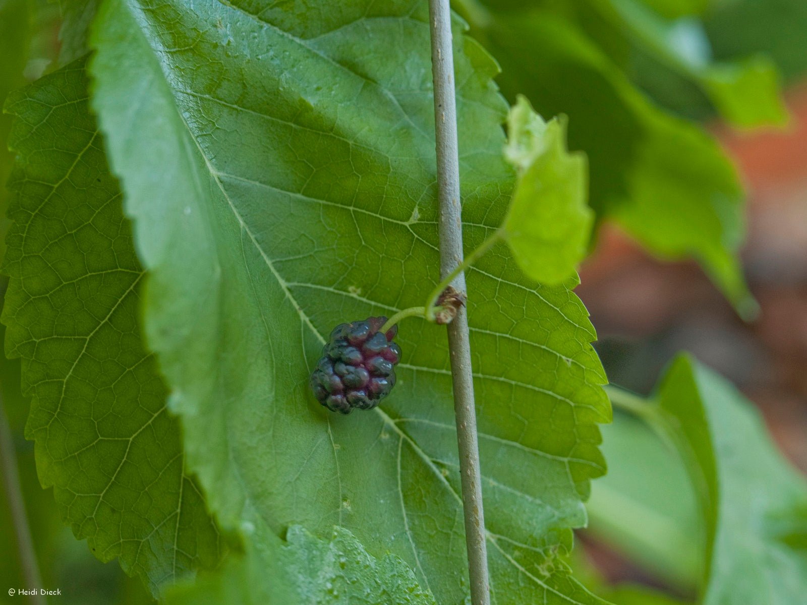 Morus nigra - Herrenkamper Gärten - Pflanzenraritäten