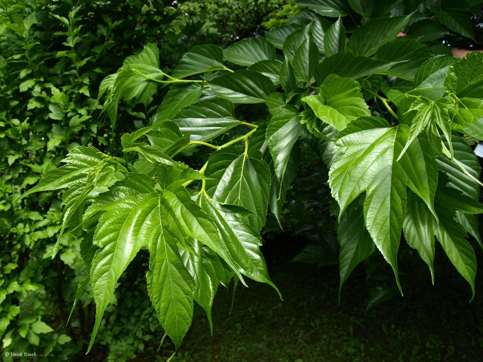 Morus rubra - Herrenkamper Gärten - Pflanzenraritäten