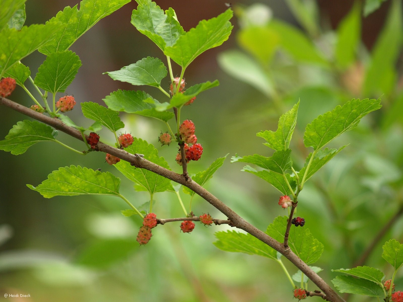Morus rubra - Herrenkamper Gärten - Pflanzenraritäten