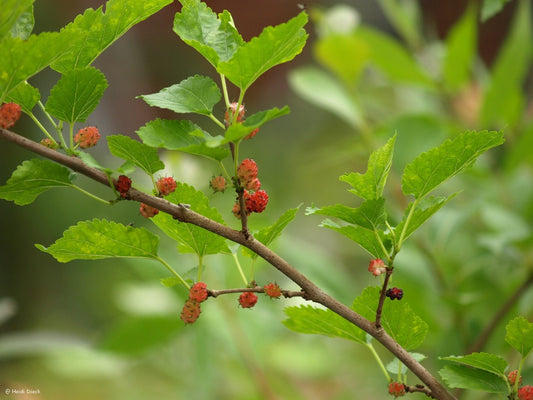 Morus rubra - Herrenkamper Gärten - Pflanzenraritäten