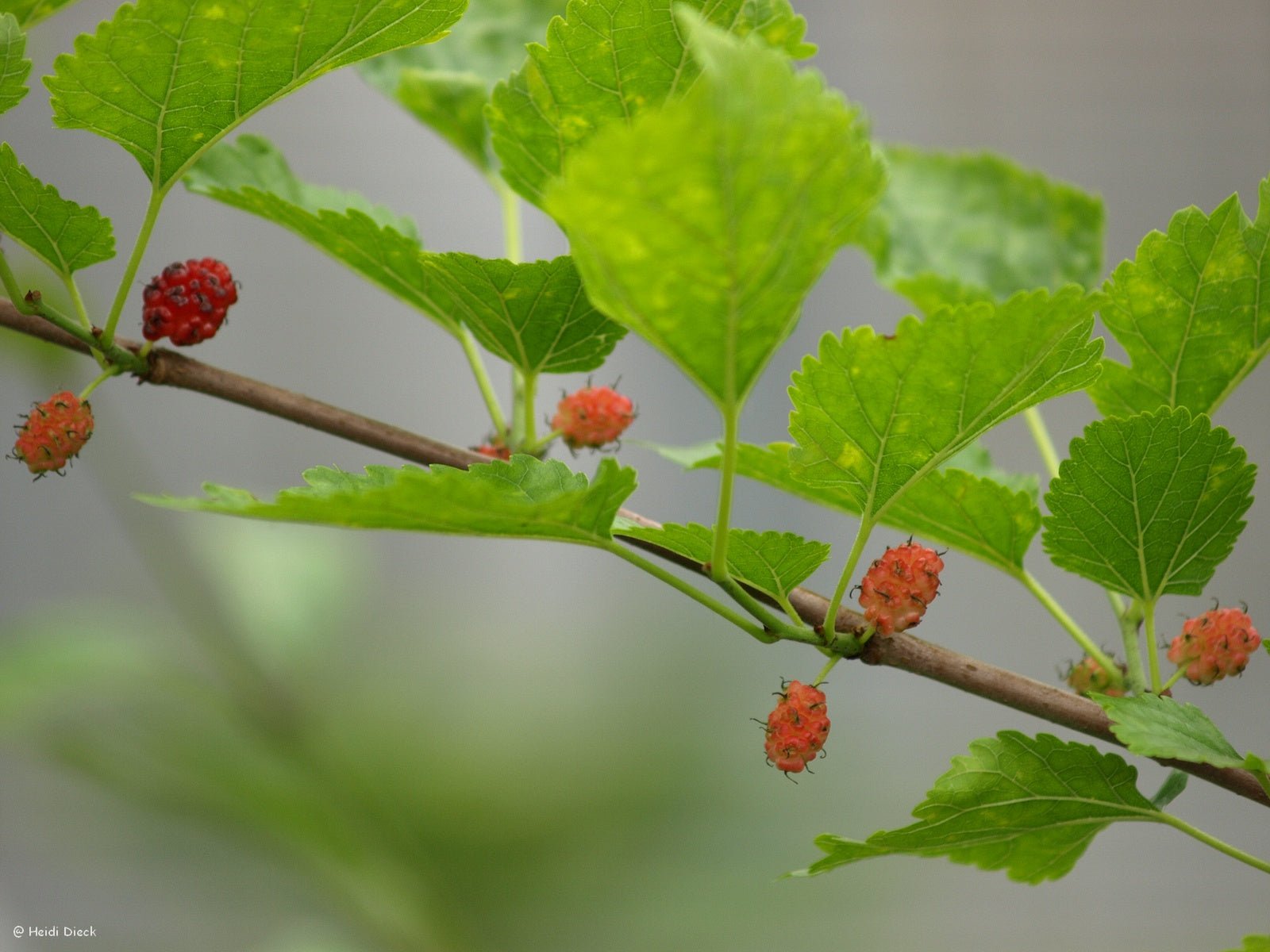 Morus rubra - Herrenkamper Gärten - Pflanzenraritäten