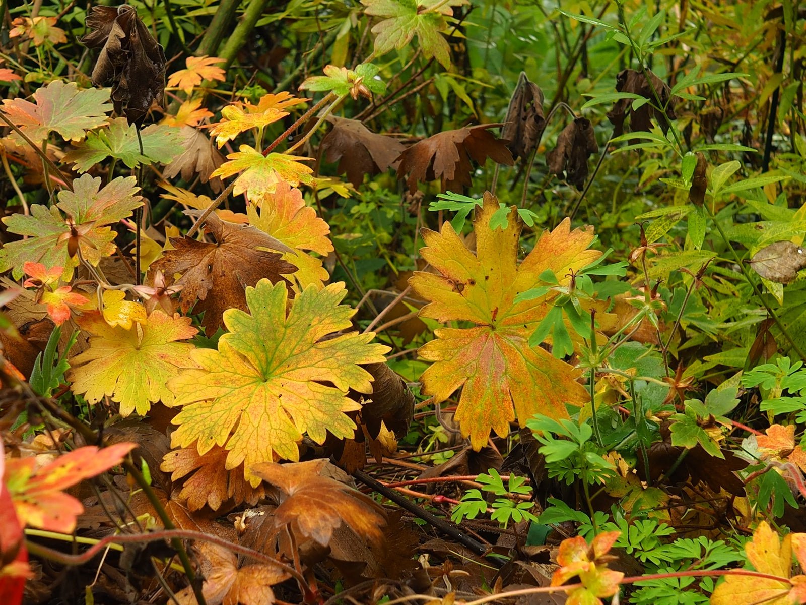 Mukdenia rossii - Herrenkamper Gärten - Pflanzenraritäten