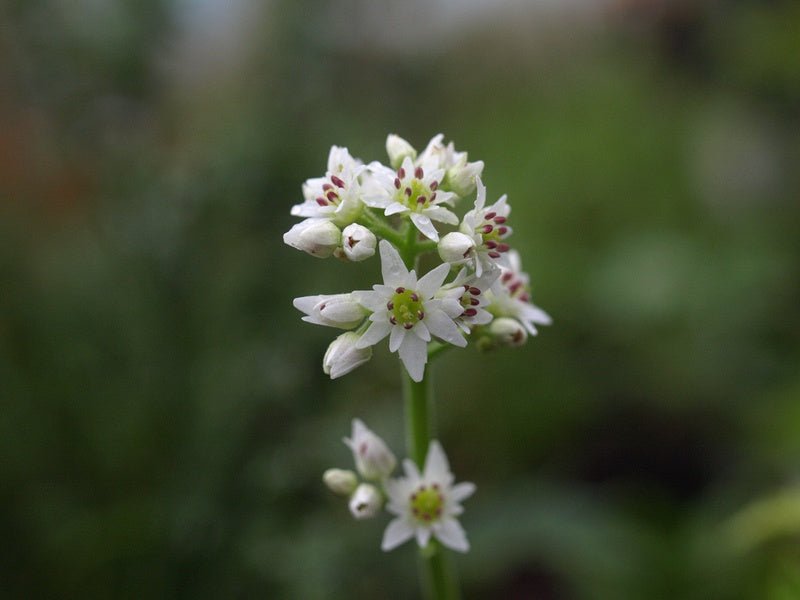 Mukdenia rossii - Herrenkamper Gärten - Pflanzenraritäten