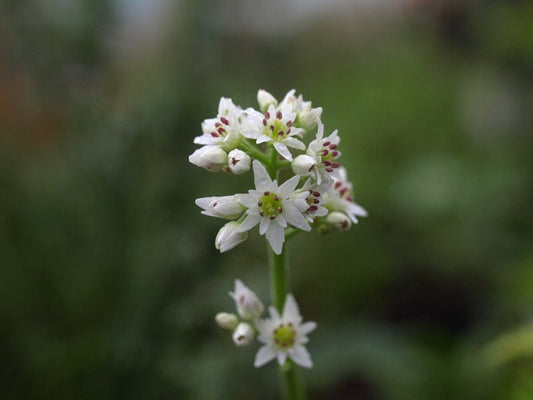 Mukdenia rossii - Herrenkamper Gärten - Pflanzenraritäten