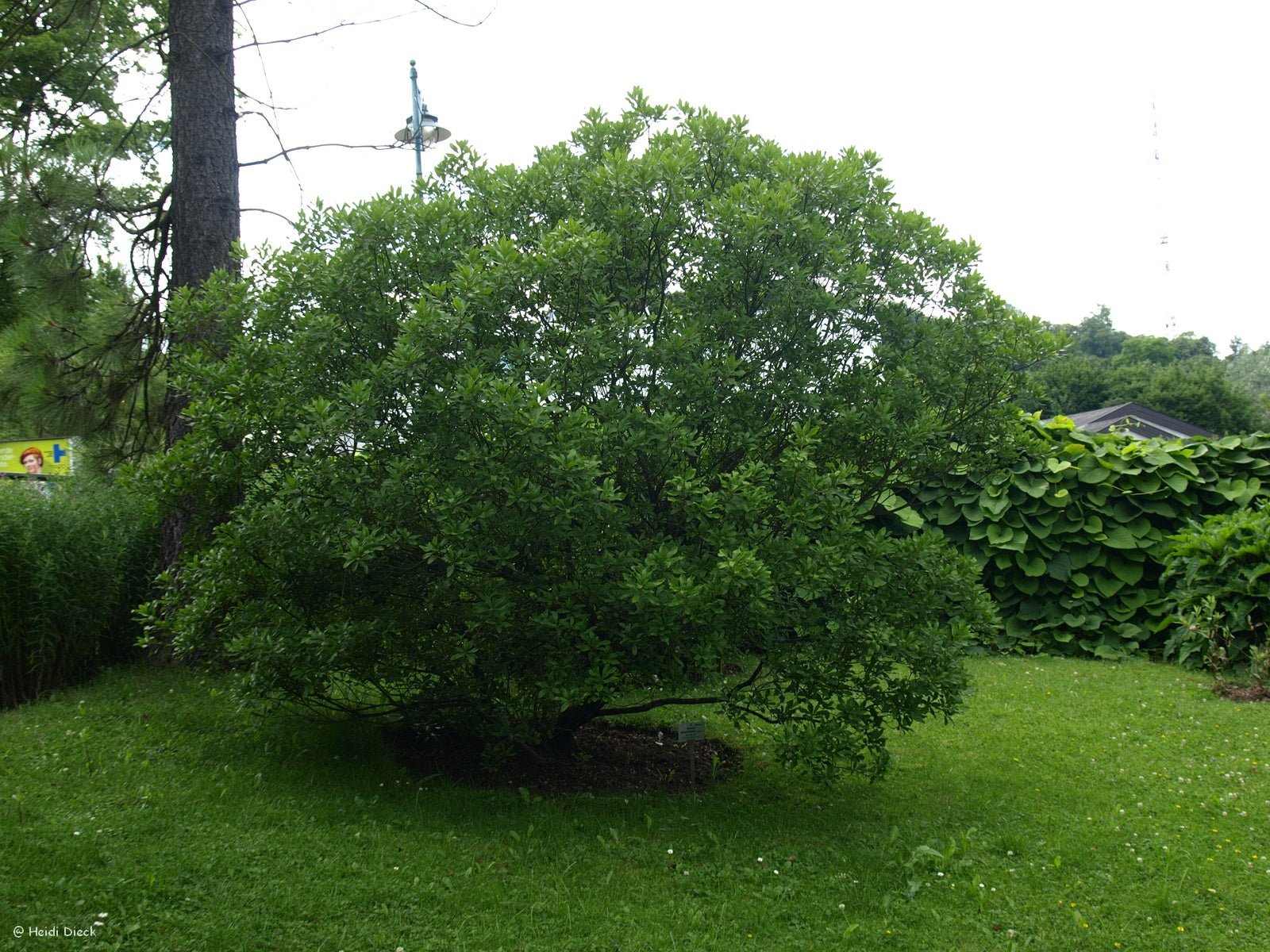 Myrica pensylvanica - Herrenkamper Gärten - Pflanzenraritäten