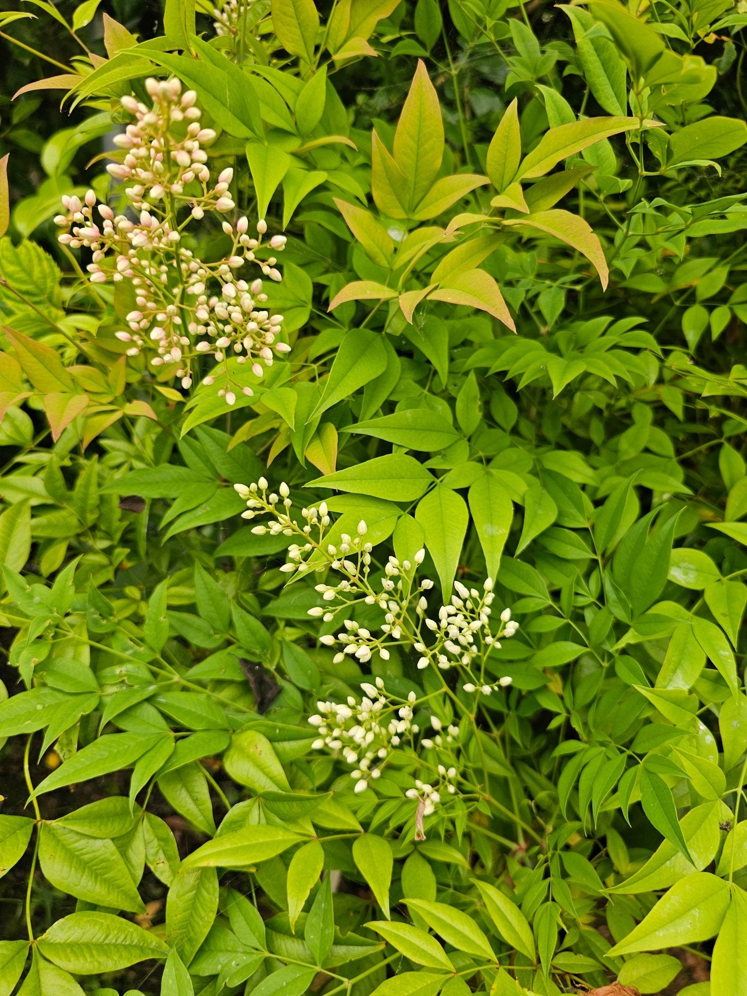 Nandina domestica - Herrenkamper Gärten - Pflanzenraritäten