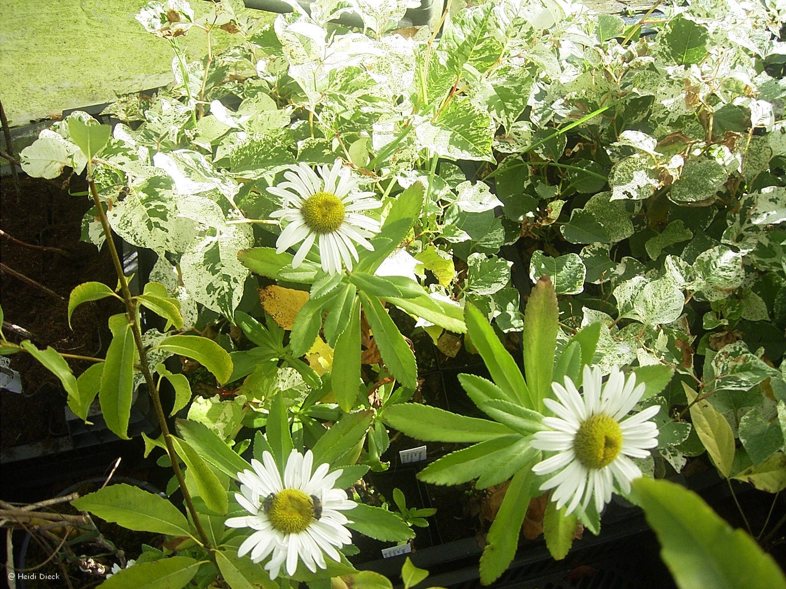 Nipponanthemum nipponicum - Herrenkamper Gärten - Pflanzenraritäten