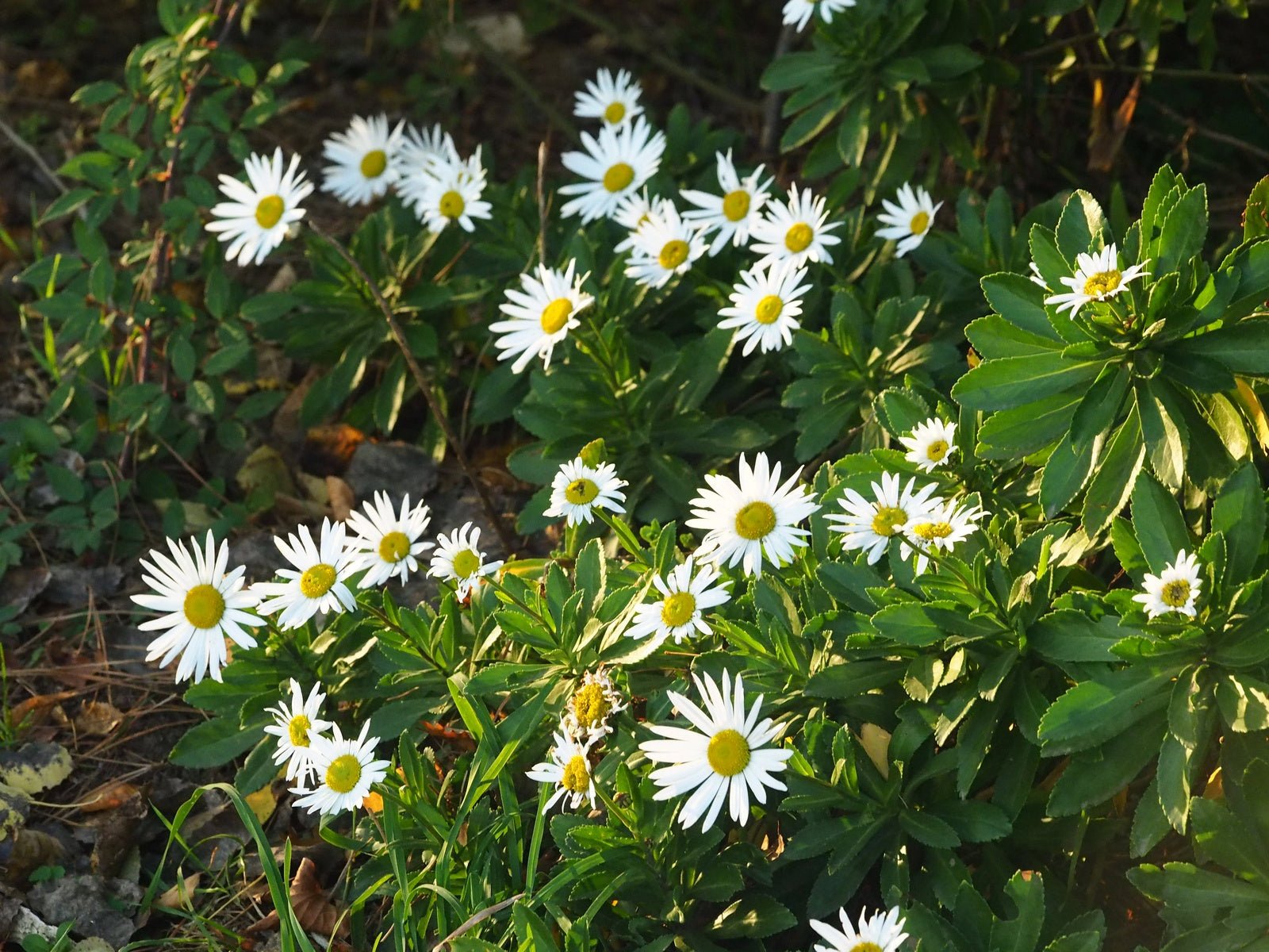 Nipponanthemum nipponicum - Herrenkamper Gärten - Pflanzenraritäten
