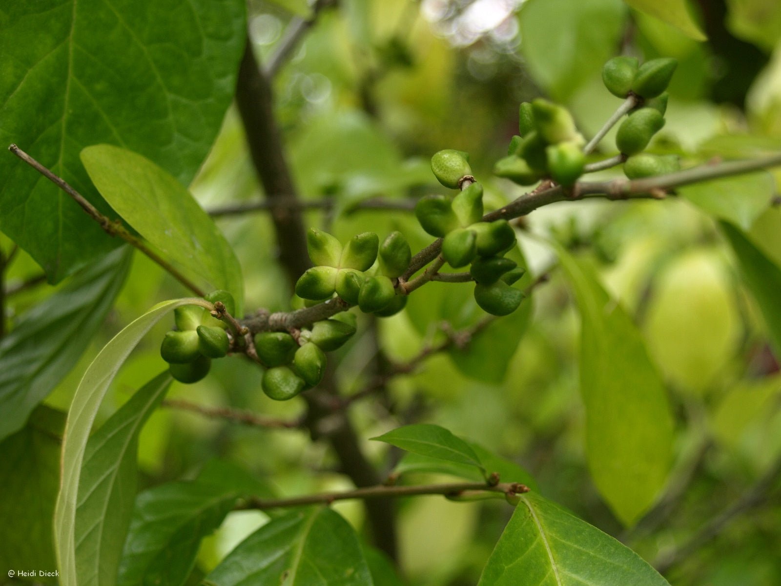 Orixa japonica - Herrenkamper Gärten - Pflanzenraritäten